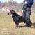 Adonis Vd Mattesburg 02