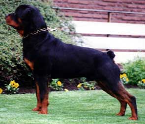 brando_von_der_eper_dinkel