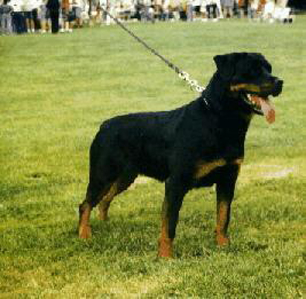 balou vom herrenhaus