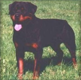 champ_von_der_scherau