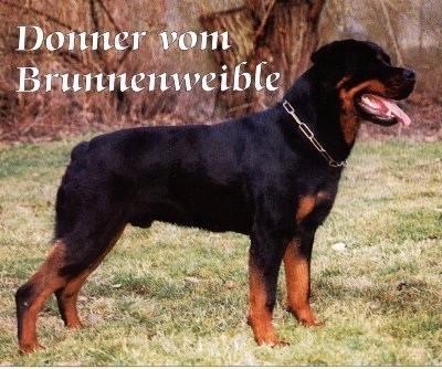 donner_vom_brunnenweible