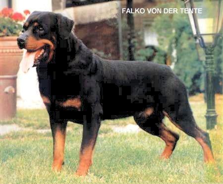 falko_von_der_tente