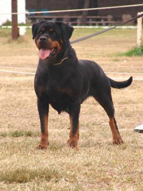 feis_del_fuego_negro