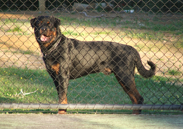 gotti_vom_aztlan