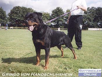 gringo_von_handschuhsheim