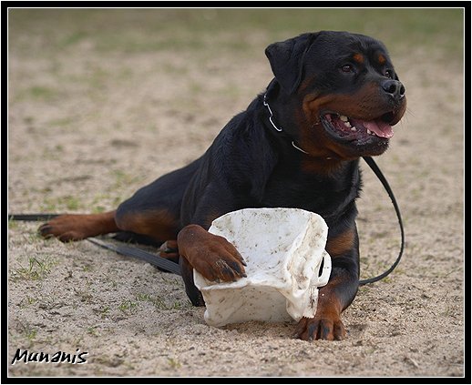 herbie_vom_gruntenblick