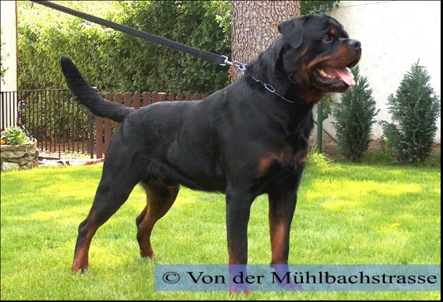 icco_von_der_donnereiche
