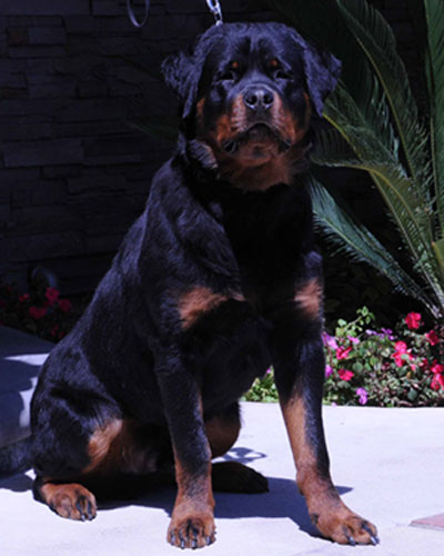 ivan_vom_aztlan_10_months_old