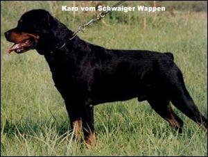 karo_vom_schwaiger_wappen