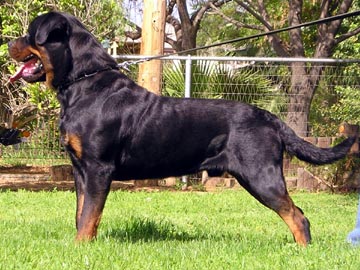 lord_von_bickesheim_ii