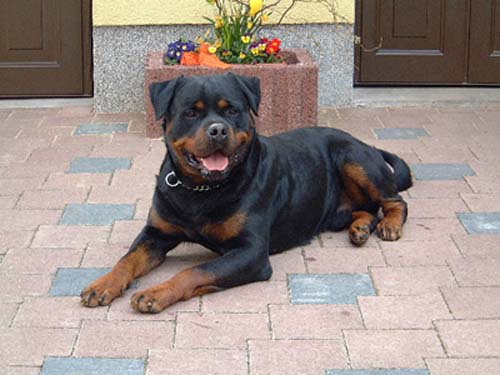 mambo_von_der_crossener_ranch
