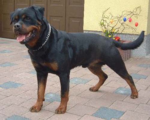 mambo_von_der_crossener_ranch