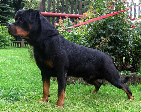 mambo_von_der_crossener_ranch