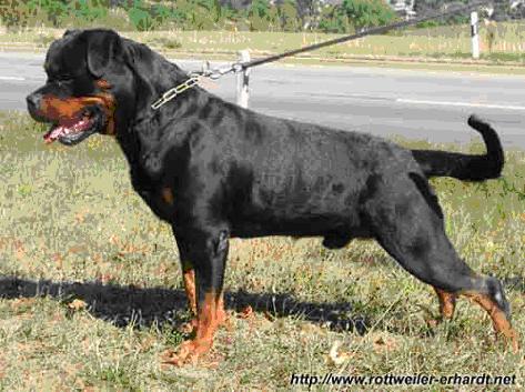 mambo_von_der_crossener_ranch