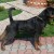 Boss Darel1