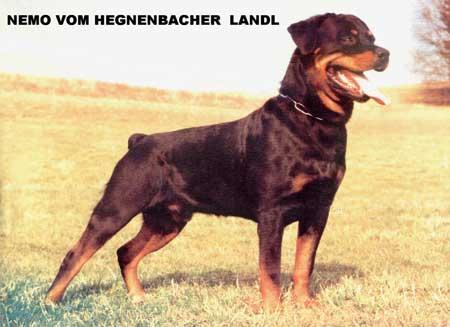 nemo_vom_hegnenbacher_landl