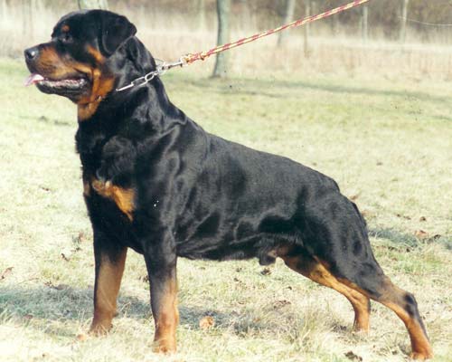 orso_vom_kressbach