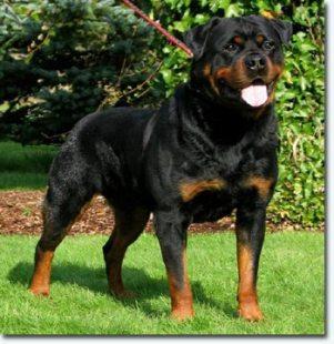 quincy_vom_plotzschgrund