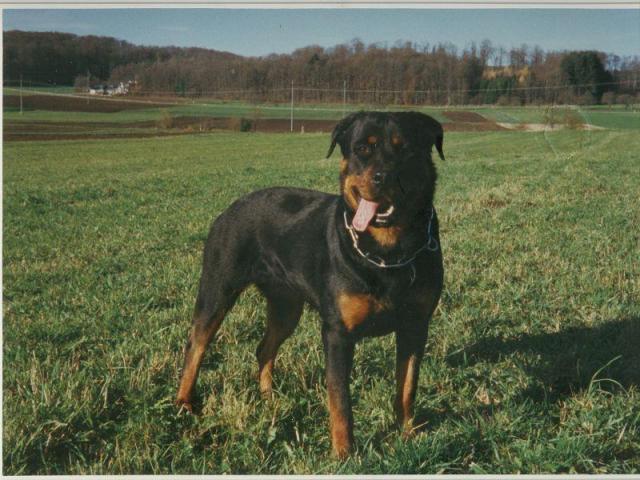 ronnja_von_der_berghalbinsel