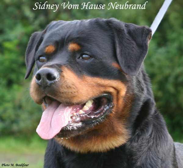 Sidney vom Hause Neubrand