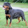T Sidney Vh Neubrand 6