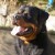 Chicco Vom Kressbach 01